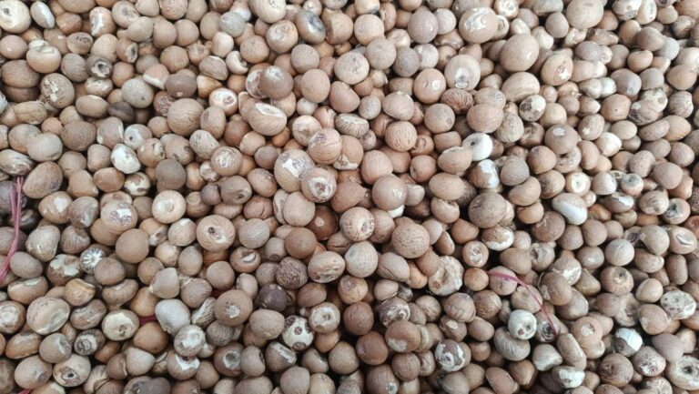 Betel Nut Whole